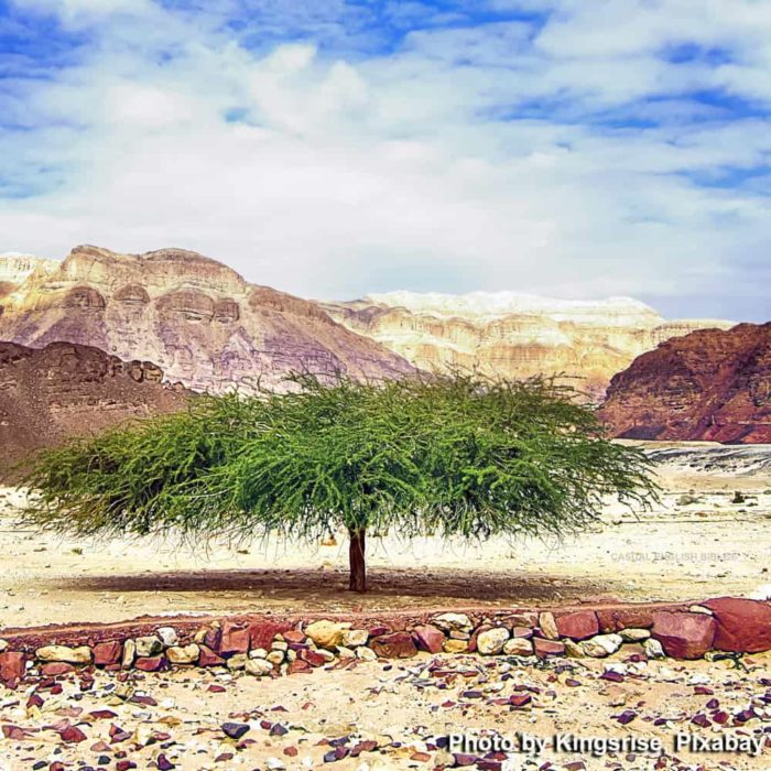Desert acacia tree in Israel