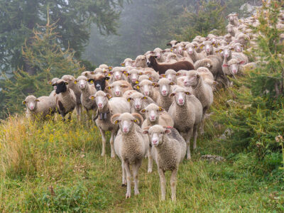 photo flock of sheep
