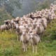 photo flock of sheep